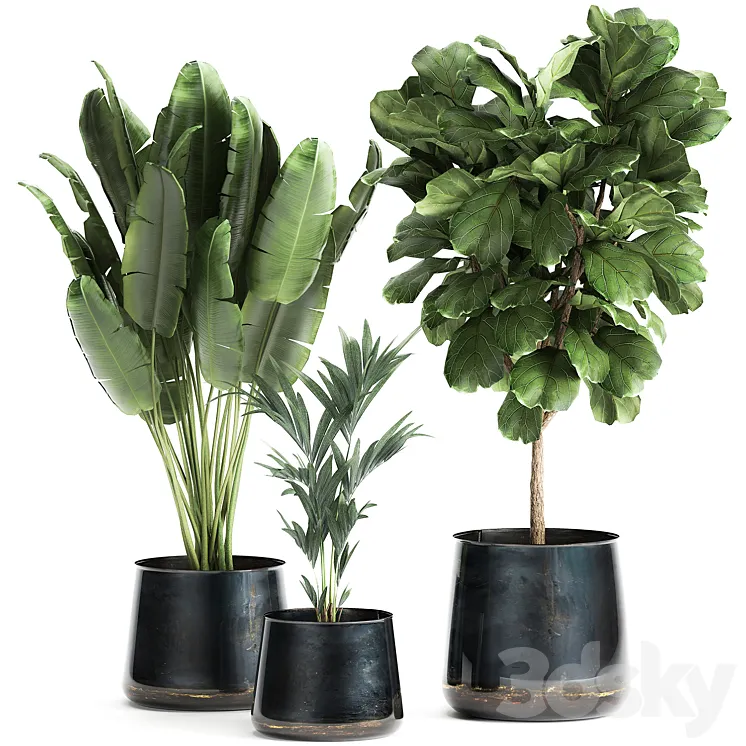 Collection of plants in stylish pots with a small tree Ficus lyrata Banana palm Howea . Set 873. 3D Model Free Download