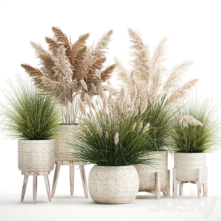 Collection of plants in white baskets and pots with Pampas grass rattan dried flower. Set of 1080 3D Model Free Download