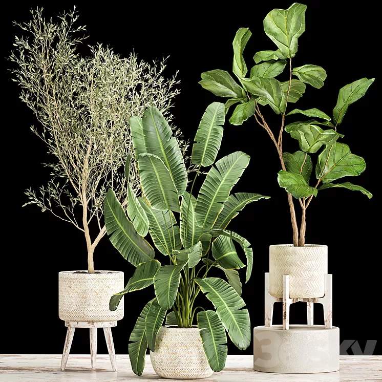 Collection of plants in white baskets with Ficus Lirata and Olive trees Strelitzia banana. Set 1017. 3D Model