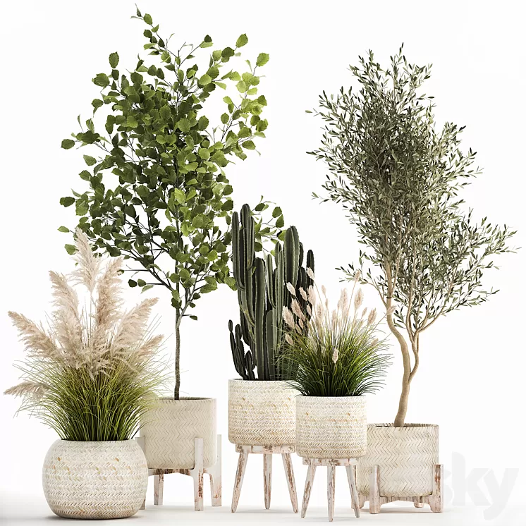 Collection of plants in white baskets with pampas grass tree olive cactus Cereus hazel hazel. Set 1035. 3D Model Free Download