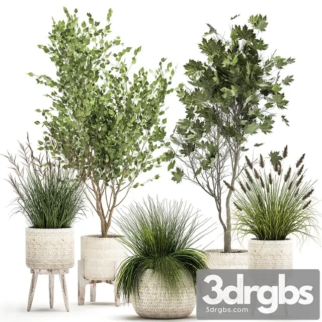 Collection of Plants in White Baskets With Reed Trees Bushes Sycamore Maple Set 1047 3D Model Download