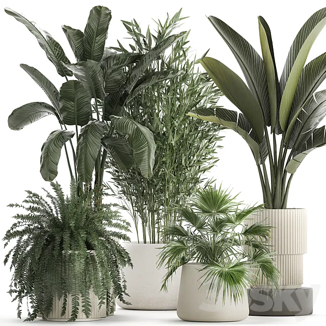 Collection of plants in white flower pots with Banana palm ravenala fern bamboo. set 1352 3D Model