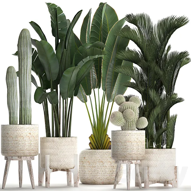 Collection of plants in white modern baskets with Cacti and banana palm. dipsis. carnegie. strelitzia. Set 426. 3DModel Collection of plants in white modern baskets with Cacti and banana palm. dipsis. carnegie. strelitzia. Set 426. 3DModel