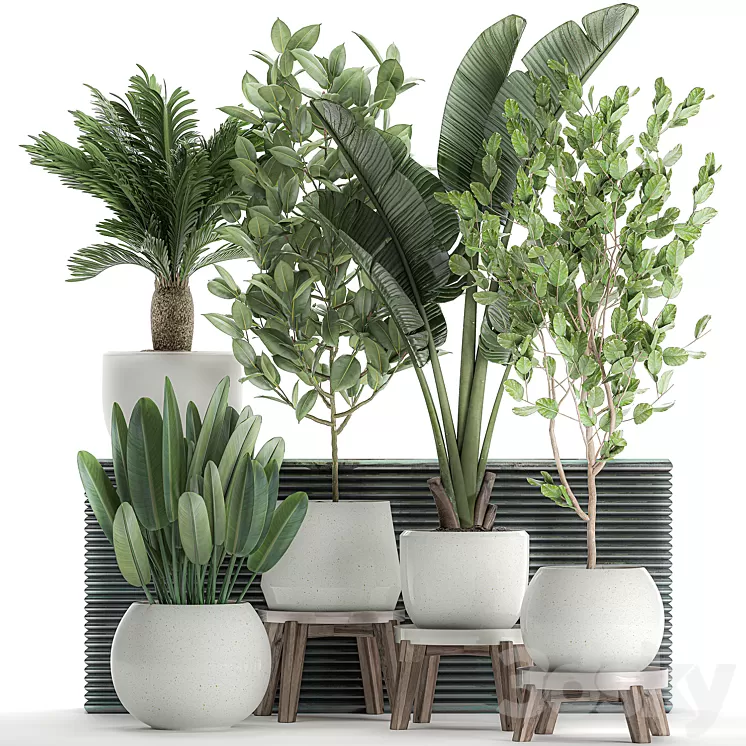 Collection of plants in white pots with a tree Strelitzia Cicada banana palm ficus. Set 626. 3D Model