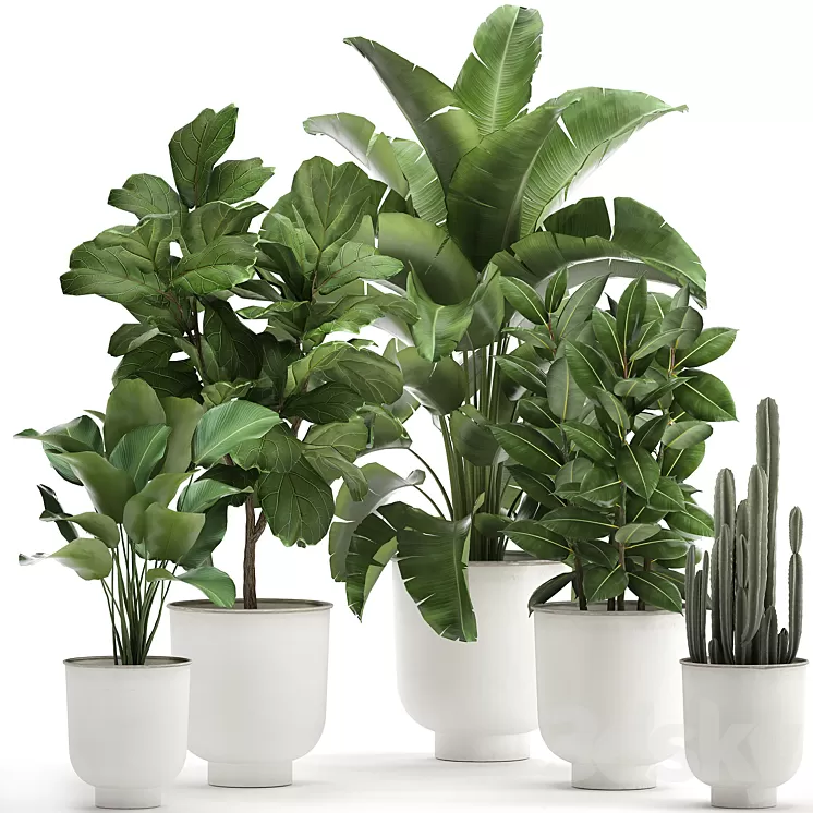 Collection of plants in white pots with banana palm ficus tree Strelitzia. Set 906. 3D Model Collection of plants in white pots with banana palm ficus tree Strelitzia. Set 906. 3D Model