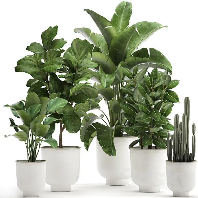 Collection of plants in white pots with banana palm. ficus tree. Strelitzia. Set 906. 3DModel