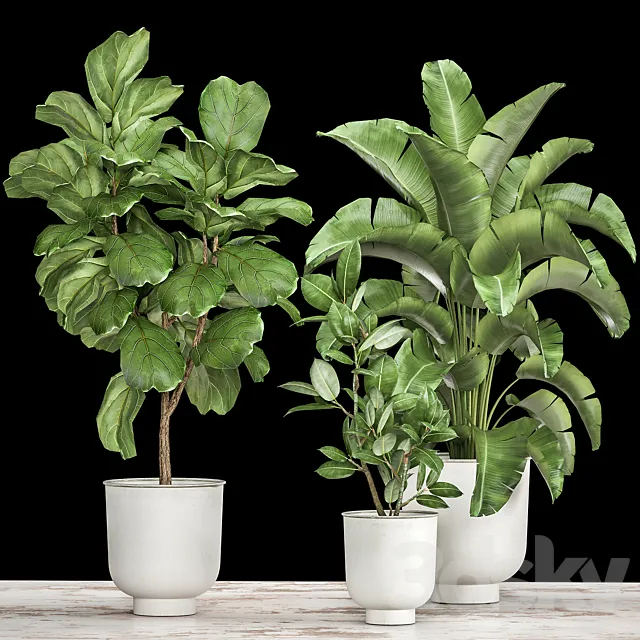 Collection of plants in white pots with Ficus lyrata and Strelitzia trees banana. Set 1018. 3D Model Collection of plants in white pots with Ficus lyrata and Strelitzia trees banana. Set 1018. 3D Model