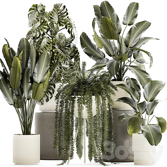Collection of plants in white pots with Strelitzia monstera fern bush Calathea lutea. Set of plants 1336 3D Model