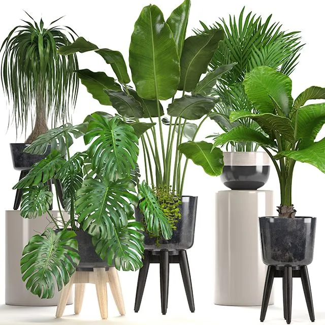 Collection of plants. indoor plants banana monstera palm alocasia dracaena strelitzia 3D Model Collection of plants. indoor plants banana monstera palm alocasia dracaena strelitzia 3D Model