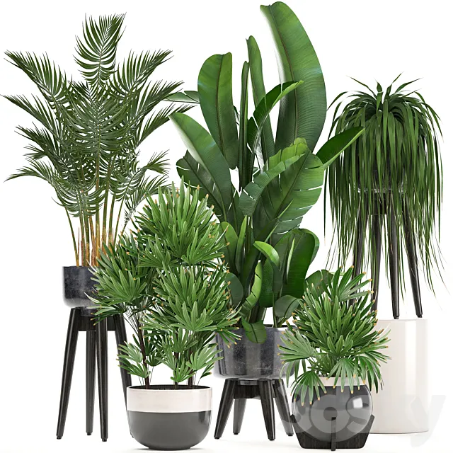 Collection of plants. Indoor plants rapis palm tree banana pot strelitzia indoor plants 3D Model Collection of plants. Indoor plants rapis palm tree banana pot strelitzia indoor plants 3D Model