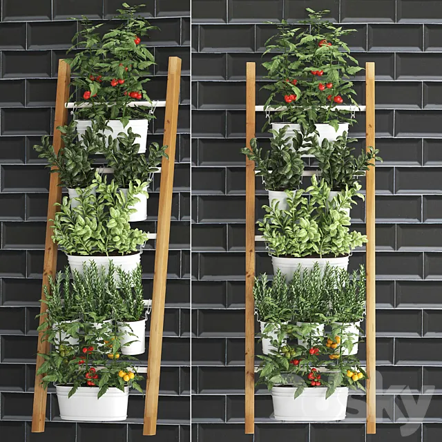 Collection of plants kitchen garden vegetable garden in pots buckets railing ladder black tile apron with vegetables tomatoes rosemary basil Vertical landscaping. Set 35. 3D Model Collection of plants kitchen garden vegetable garden in pots buckets railing ladder black tile apron with vegetables tomatoes rosemary basil Vertical landscaping. Set 35. 3D Model
