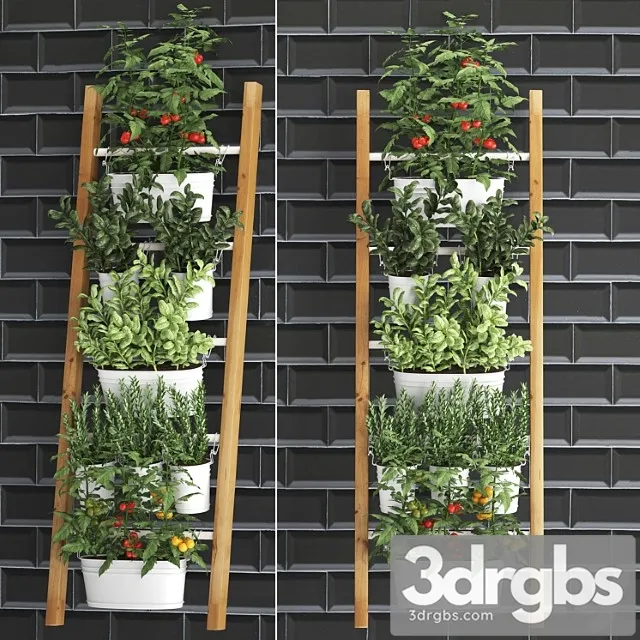 Collection of plants kitchen garden vegetable garden in pots buckets railing ladder black tile apron with vegetables, tomatoes, rosemary, basil, vertical landscaping. set 35. Collection of plants kitchen garden vegetable garden in pots buckets railing ladder black tile apron with vegetables, tomatoes, rosemary, basil, vertical landscaping. set 35.
