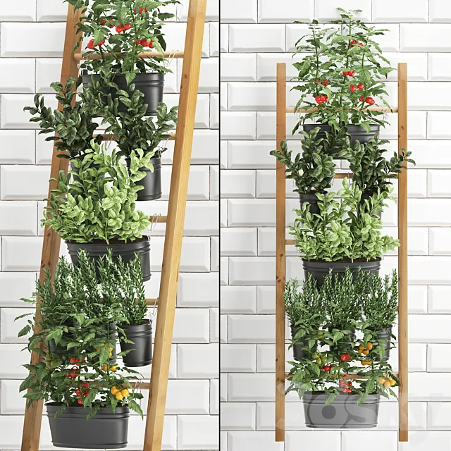 Collection of plants kitchen garden vegetable garden in pots buckets railing stairs white tile apron with vegetables tomatoes rosemary basil Vertical landscaping. Set 36. 3D Model Collection of plants kitchen garden vegetable garden in pots buckets railing stairs white tile apron with vegetables tomatoes rosemary basil Vertical landscaping. Set 36. 3D Model