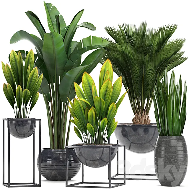 Collection of plants. Loft black pot flowerpot banana palm tree strelitzia cicada sansevieria bush canarian date date date palm strelitzia 3D Model Collection of plants. Loft black pot flowerpot banana palm tree strelitzia cicada sansevieria bush canarian date date date palm strelitzia 3D Model