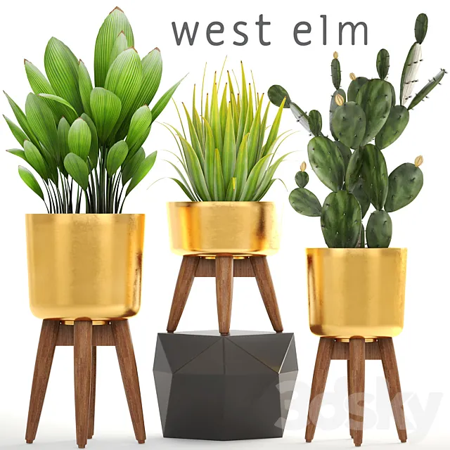 Collection of plants. luxury flowerpot golden pot bush cactus prickly pear agave interior indoor decor luxury 3D Model Collection of plants. luxury flowerpot golden pot bush cactus prickly pear agave interior indoor decor luxury 3D Model