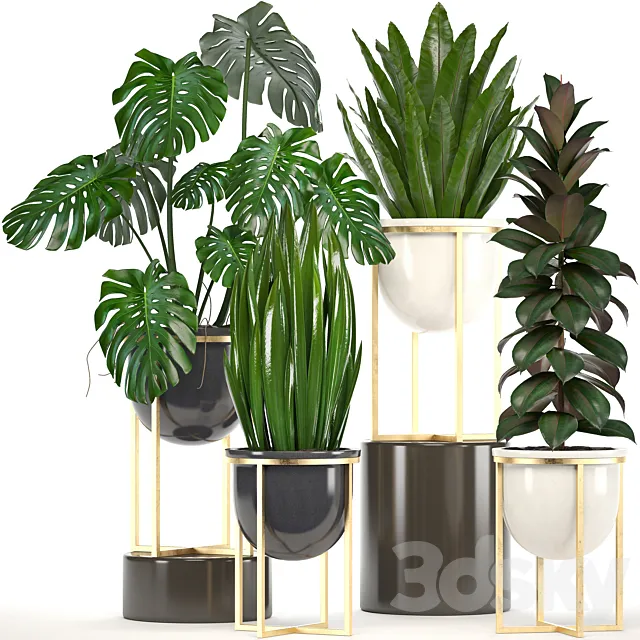 Collection of plants. luxury flowerpot monstera pot ficus robusta gold interior plants ficus abidjan luxury decor pot 3D Model Collection of plants. luxury flowerpot monstera pot ficus robusta gold interior plants ficus abidjan luxury decor pot 3D Model