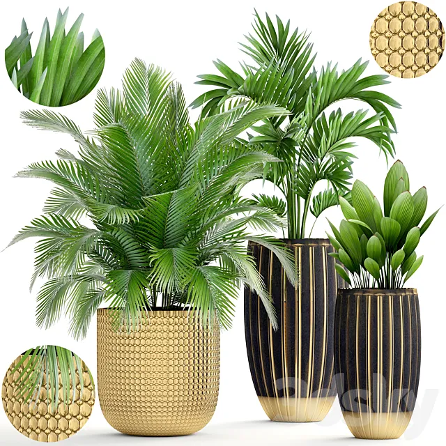 Collection of plants. luxury pot flowerpot gold palm tree decorative interior hovea areca luxury decor landscaping Howea forsteriana 3D Model Collection of plants. luxury pot flowerpot gold palm tree decorative interior hovea areca luxury decor landscaping Howea forsteriana 3D Model