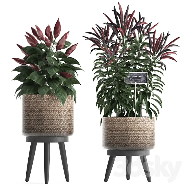 Collection of plants mini home kitchen garden vegetable garden in rattan pots with herbs. pepper. chili. vegetables. Set 424. 3DModel