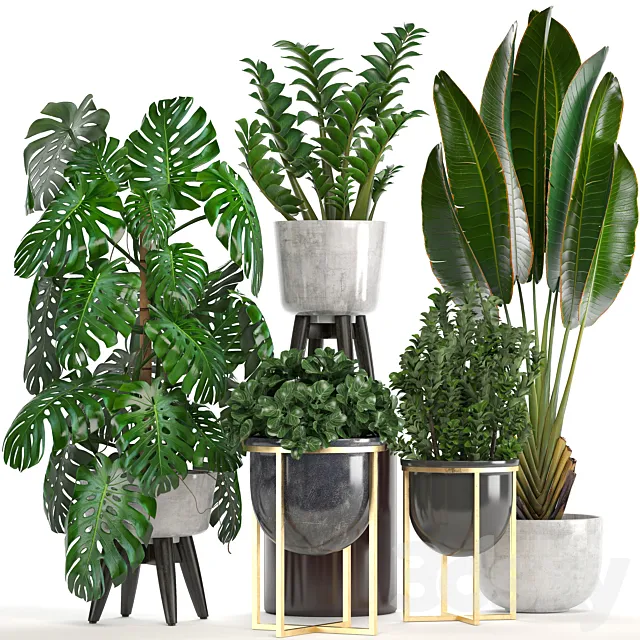 Collection of plants. Monstera Ravenala Strelitzia banana bush Zamioculcas luxury flowerpot Strelitzia street decorative 3D Model Collection of plants. Monstera Ravenala Strelitzia banana bush Zamioculcas luxury flowerpot Strelitzia street decorative 3D Model