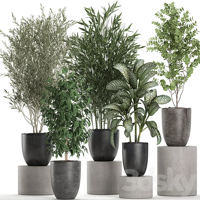 Collection of plants of indoor small trees in black pots with Olive. bamboo. Dieffenbachia. ficus. Set 650. 3DModel