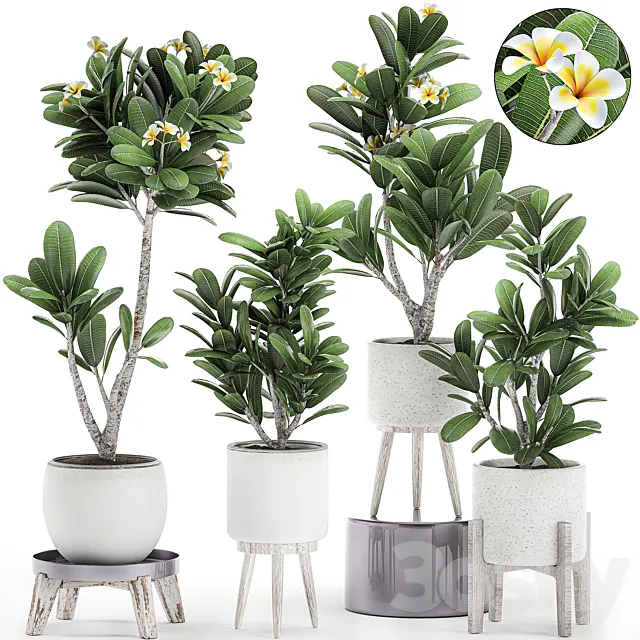 Collection of plants of small exotic flowering trees in white pots on legs with Plumeria. frangipani. Set 559. 3DModel Collection of plants of small exotic flowering trees in white pots on legs with Plumeria. frangipani. Set 559. 3DModel