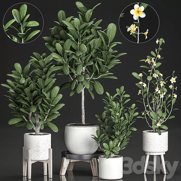 Collection of plants of small exotic flowering trees in white pots on legs with Plumeria frangipani. Set 560. 3D Model