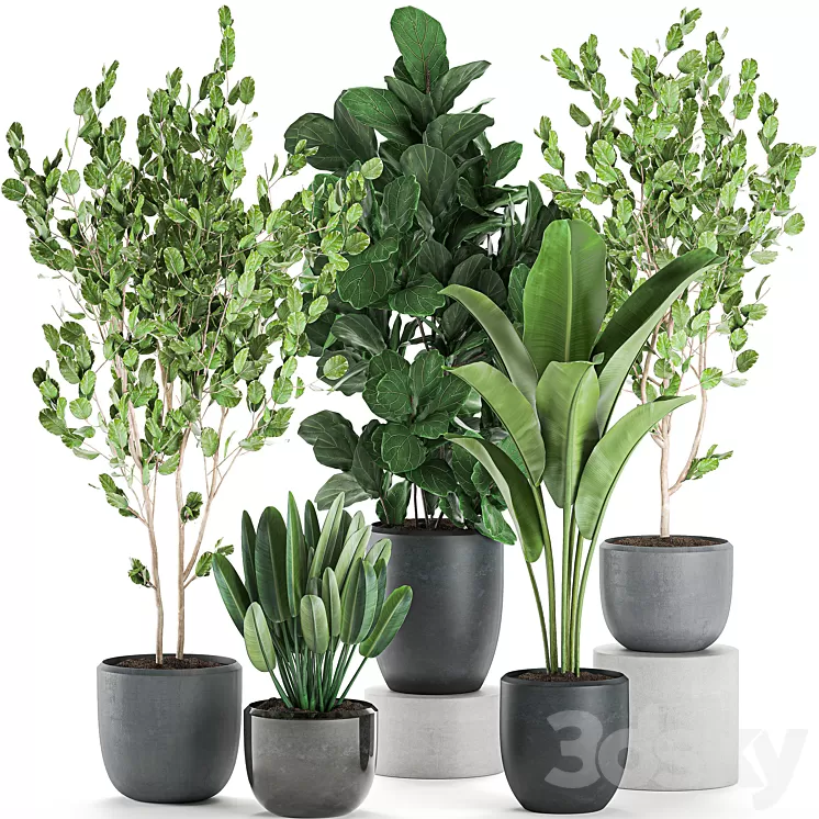 Collection of plants of trees in black pots with Ficus lyrata banana palm strelitzia. Set 550. 3D Model
