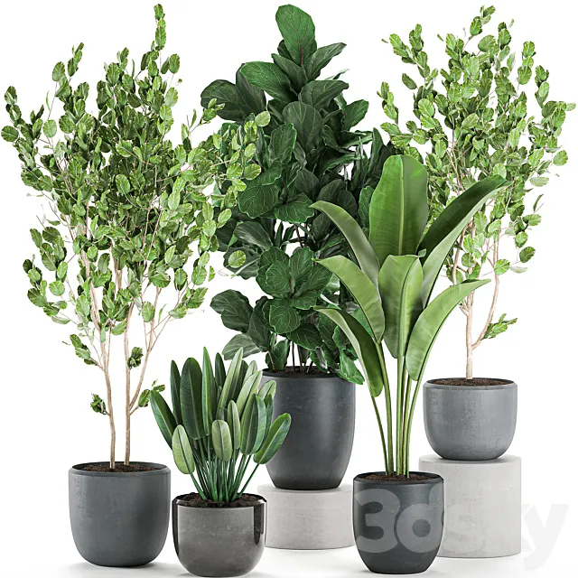 Collection of plants of trees in black pots with Ficus lyrata. banana palm. strelitzia. Set 550. 3DModel Collection of plants of trees in black pots with Ficus lyrata. banana palm. strelitzia. Set 550. 3DModel
