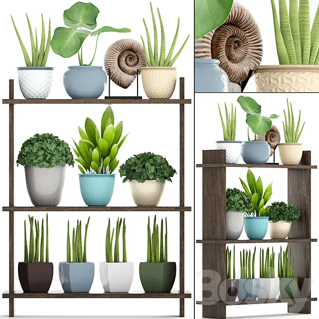 Collection of plants. Rack with decor. pot. flower. bush. ammonite. vase. shelf with flowers 3DModel Collection of plants. Rack with decor. pot. flower. bush. ammonite. vase. shelf with flowers 3DModel
