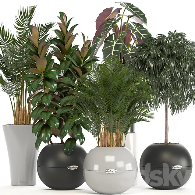 Collection of plants. Round pot flowerpot bushes ficus ali palm tree alocasia Hovea interior plants ficus abidjan 3D Model Collection of plants. Round pot flowerpot bushes ficus ali palm tree alocasia Hovea interior plants ficus abidjan 3D Model