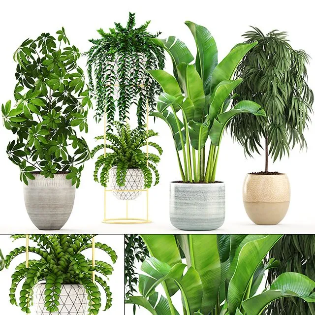 Collection of plants Scandinavian style 3D Model Collection of plants Scandinavian style 3D Model