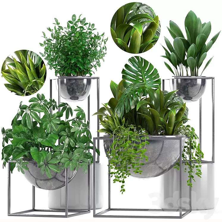 Collection of plants. Schefflera Tradescantia black flowerpot loft indoor plants bushes 3D Model