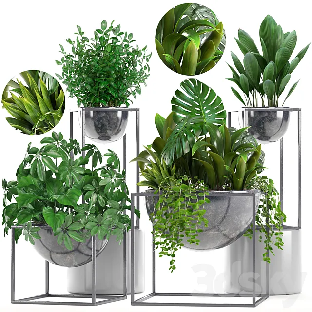 Collection of plants. Schefflera. Tradescantia. black flowerpot. loft. indoor plants. bushes 3DModel Collection of plants. Schefflera. Tradescantia. black flowerpot. loft. indoor plants. bushes 3DModel