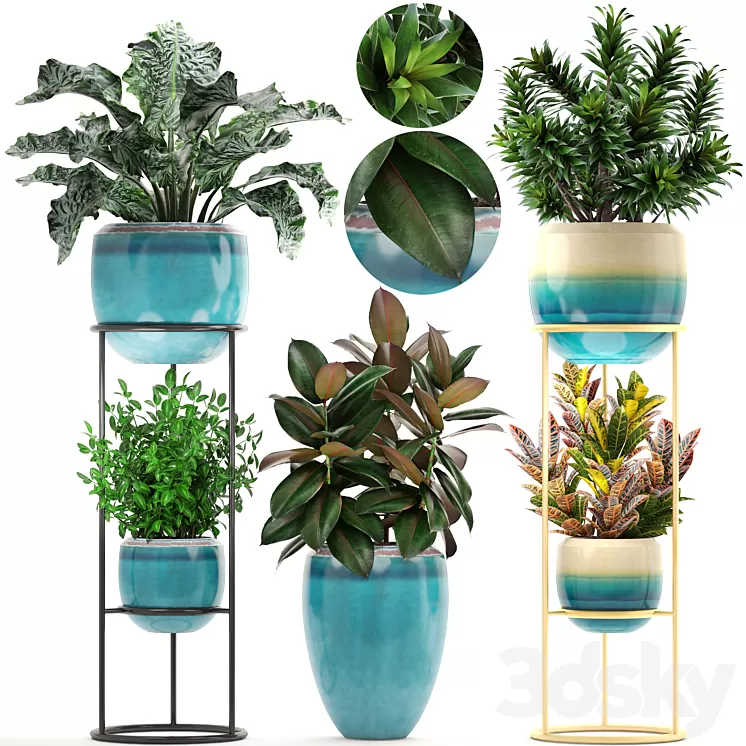 Collection of plants. Shelf with flowers flower stand pot ficus croton alocasia flowerpot dracaena 3D Model