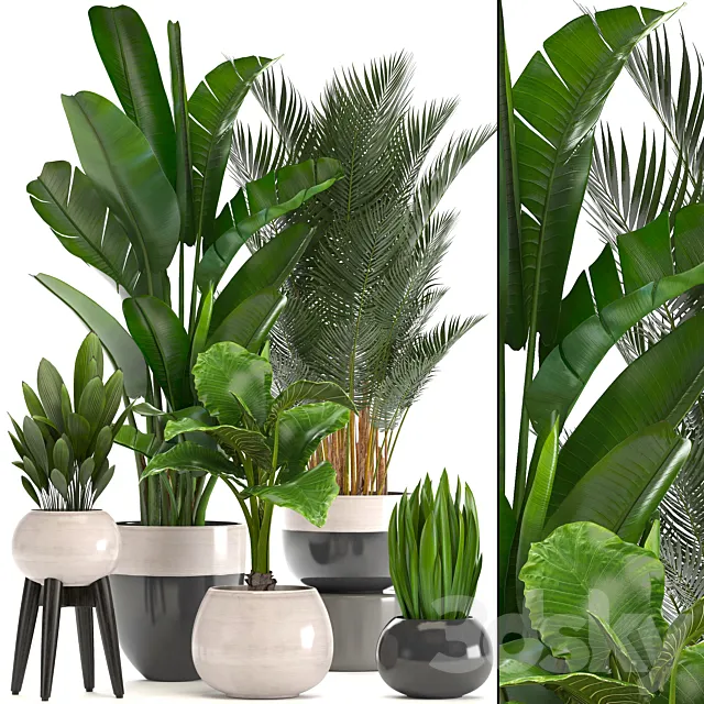 Collection of plants. strelitzia banana palm tree hovea alocasia interior plants scandinavian style pot flowerpot luxury decor strelitzia 3D Model Collection of plants. strelitzia banana palm tree hovea alocasia interior plants scandinavian style pot flowerpot luxury decor strelitzia 3D Model