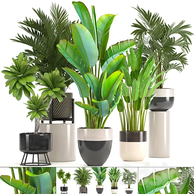 Collection of plants. strelitzia hovea palm tree bush banana indoor plants strelitzia interior indoor decorative 3D Model Collection of plants. strelitzia hovea palm tree bush banana indoor plants strelitzia interior indoor decorative 3D Model