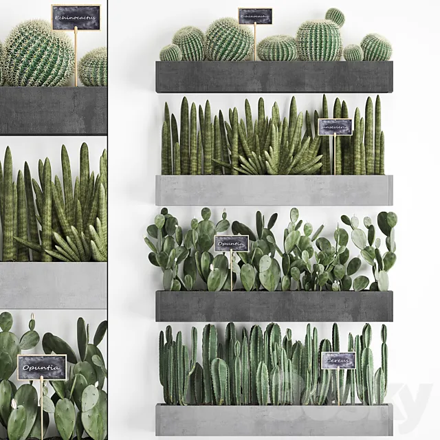 Collection of plants vertical gardening in wooden wall-mounted black pots shelves with Cacti cereus sansevieria Prickly pear. Set 43. 3D Model Collection of plants vertical gardening in wooden wall-mounted black pots shelves with Cacti cereus sansevieria Prickly pear. Set 43. 3D Model