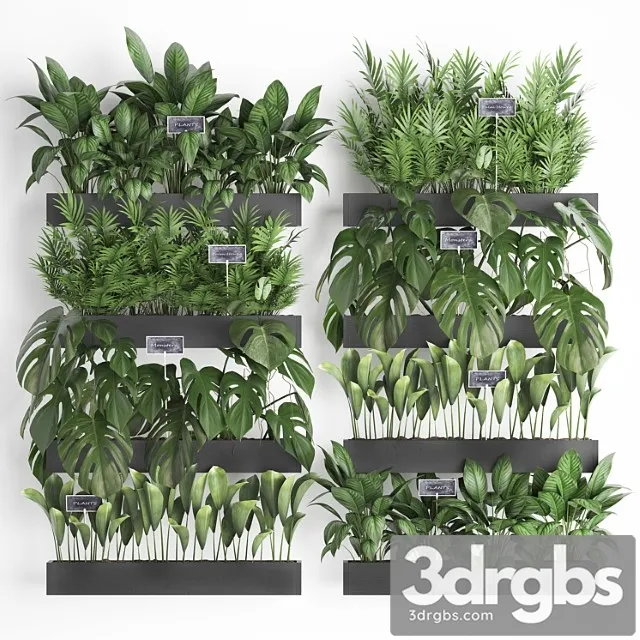 Collection of plants vertical gardening in wooden wall-mounted black pots shelves with monstera, areca palm, bush. set 41. Collection of plants vertical gardening in wooden wall-mounted black pots shelves with monstera, areca palm, bush. set 41.