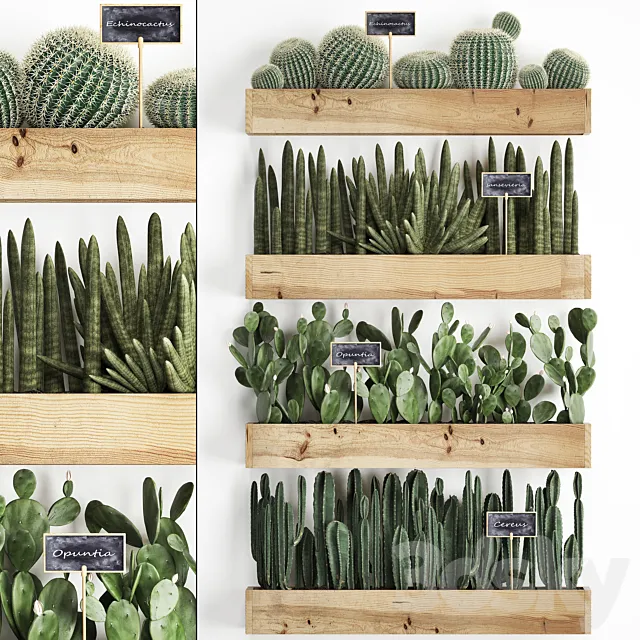Collection of plants vertical gardening in wooden wall pots shelves with Cacti. cereus. sansevieria. Prickly pear. Set 42. 3DModel Collection of plants vertical gardening in wooden wall pots shelves with Cacti. cereus. sansevieria. Prickly pear. Set 42. 3DModel