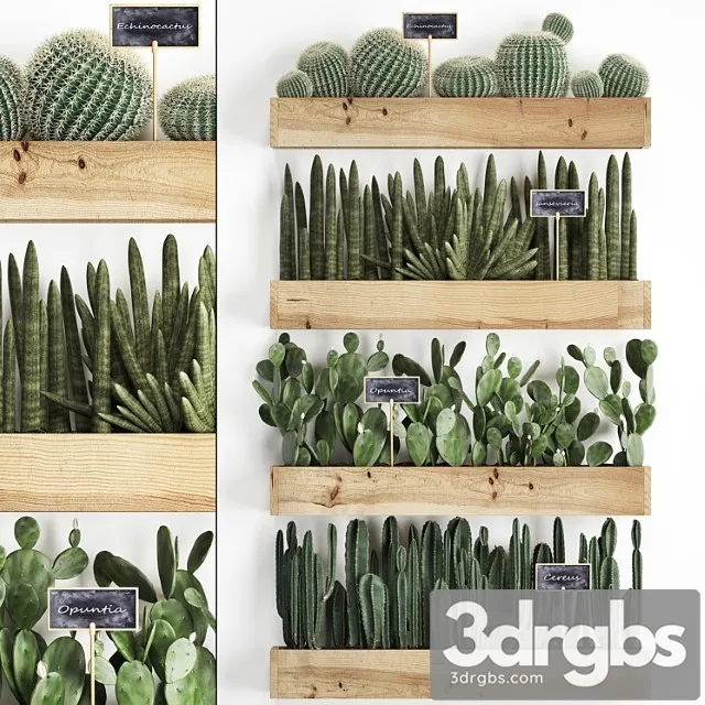 Collection of plants vertical gardening in wooden wall pots shelves with cacti, cereus, sansevieria, prickly pear. set 42. Collection of plants vertical gardening in wooden wall pots shelves with cacti, cereus, sansevieria, prickly pear. set 42.
