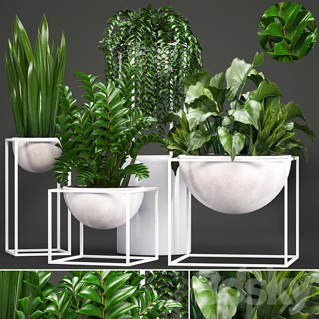 Collection of plants. White flowerpot pot alocasia bushes sansevieria Zamioculcas Caladium interior plants indoor 3D Model Collection of plants. White flowerpot pot alocasia bushes sansevieria Zamioculcas Caladium interior plants indoor 3D Model