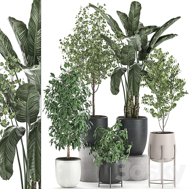 Collection of potted plants with Benjamin ficus trees Banana palm Scheffler Eucalyptus. Set 556. 3D Model Collection of potted plants with Benjamin ficus trees Banana palm Scheffler Eucalyptus. Set 556. 3D Model