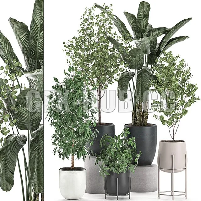 Collection of potted plants with Benjamin ficus trees Set 556 3D Model Collection of potted plants with Benjamin ficus trees Set 556 3D Model