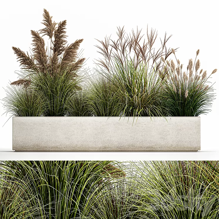 Collection of potted plants with Pampas grass reeds flower bed bushes landscaping. Set 1078 3D Model Free Download