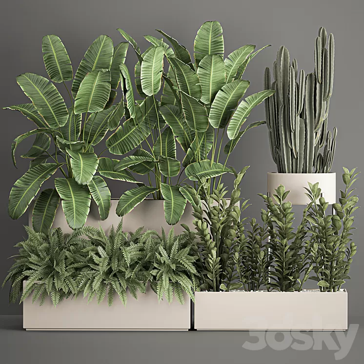 Collection of potted plants with Strelitzia fern cactus cereus Zamiokulkas. 1062. 3D Model