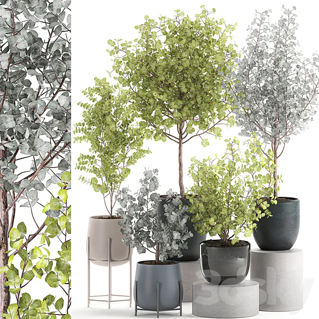 Collection of small beautiful interior trees in pots with ash Eucalyptus. Set 552. 3D Model Collection of small beautiful interior trees in pots with ash Eucalyptus. Set 552. 3D Model