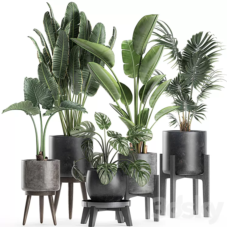 Collection of small beautiful plants in black pots on legs with Banana palm strelitzia monstera. Set 659. 3D Model Collection of small beautiful plants in black pots on legs with Banana palm strelitzia monstera. Set 659. 3D Model
