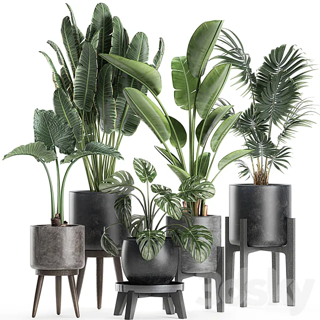 Collection of small beautiful plants in black pots on legs with Banana palm. strelitzia. monstera. Set 659. 3DModel