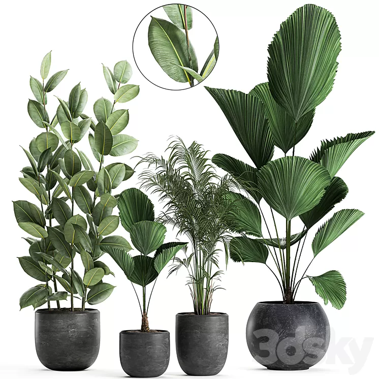 Collection of small beautiful plants in black pots with Licuala palm ficus. Set 664. 3D Model Collection of small beautiful plants in black pots with Licuala palm ficus. Set 664. 3D Model