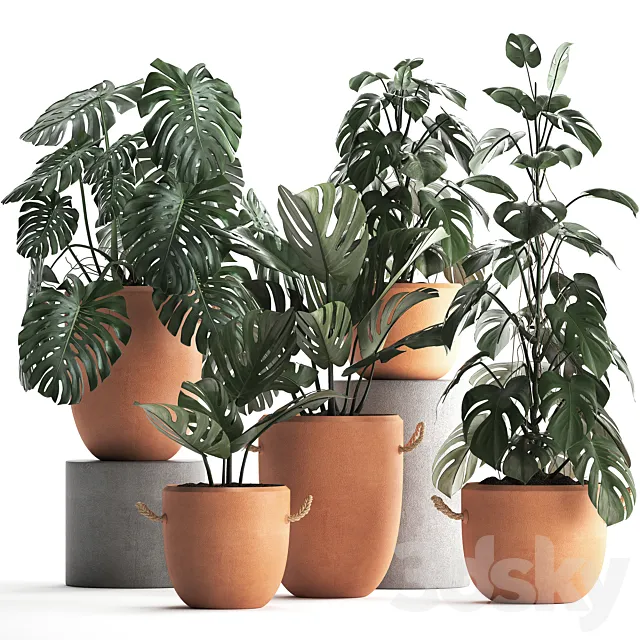 Collection of small bushes of plants in clay pots with handles with Monstera flower clinker. Set 423. 3D Model